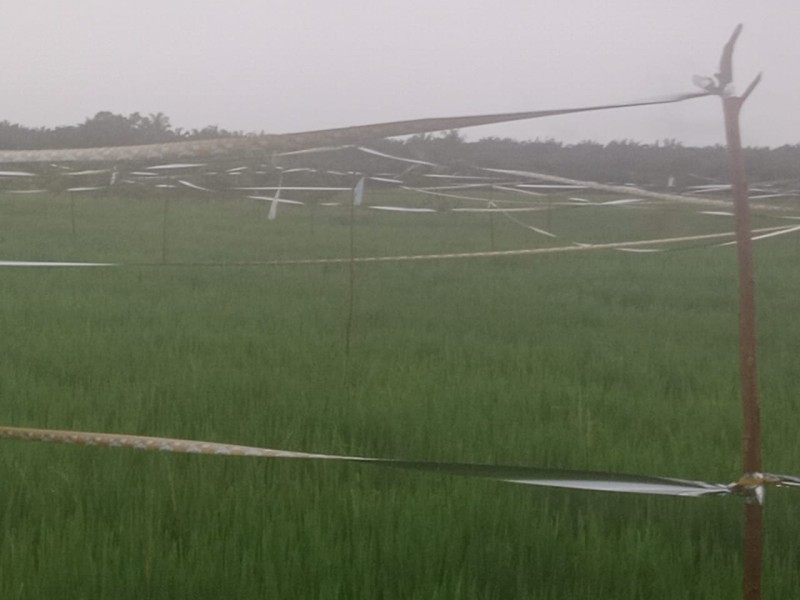 Pertumbuhan Padi Kurang Maksimal, Poktan Sri Tani Tanjung Penyembal Harap Perhatian Pemko Dumai