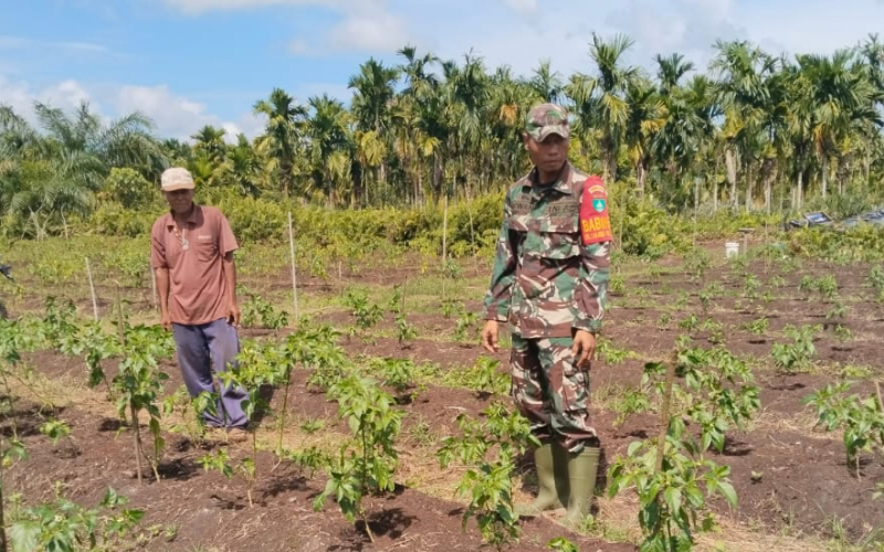 Serda Erwan Dukung Produktivitas Pertanian Warga Lewat Pendampingan Cabai Rawit
