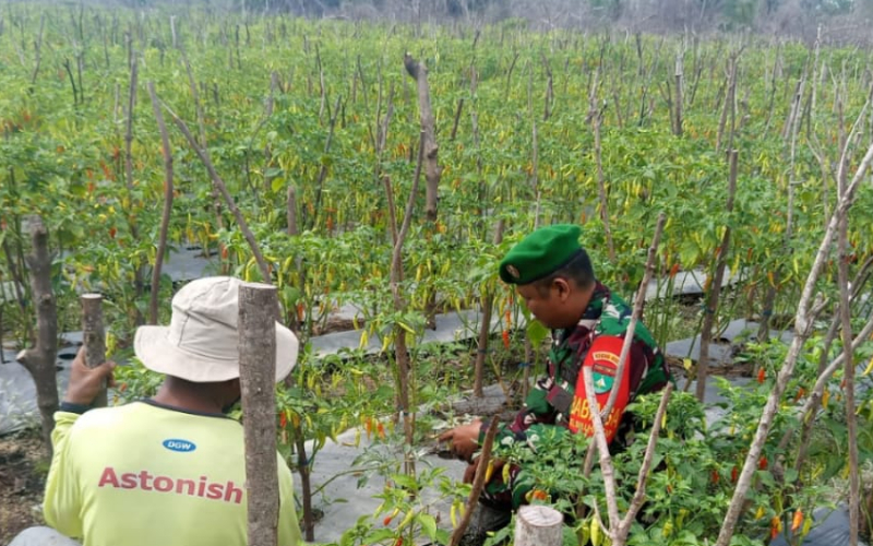 Sertu SMP Sinaga Dampingi Karya Nyata Tanaman Cabai Warga Dumai Barat