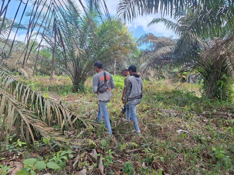 Babinsa Koptu L. Sigalingging Patroli Karhutla di Perawang Barat, Tidak Ditemukan Titik Api