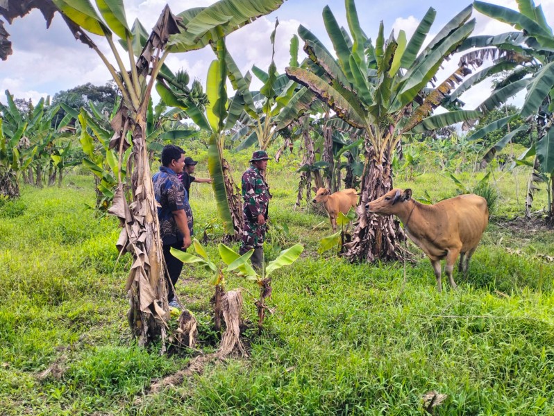 Babinsa Serma Risman Girsang Dampingi Sosialisasi dan Monitoring PMK di Kampung Sungai Selodang
