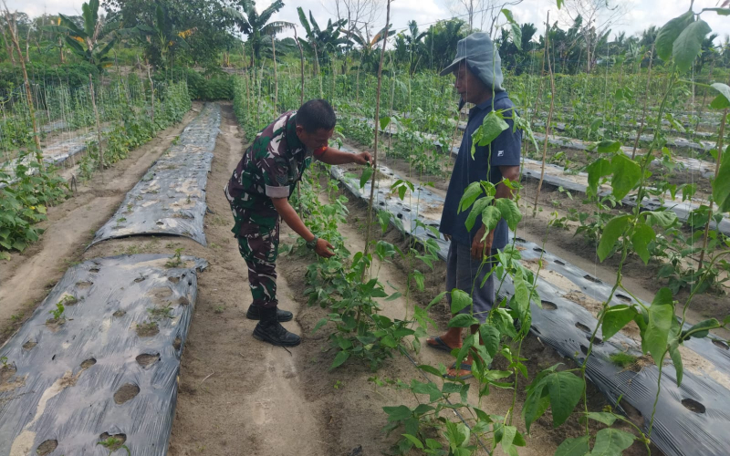 Cegah Karhutla, Babinsa Dumai Selatan Tanam Sayur Bersama Warga