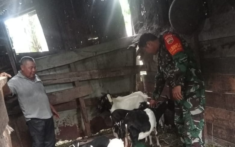 Babinsa Buluh Kasap Sosialisasi Pencegahan PMK ke Peternak Kambing