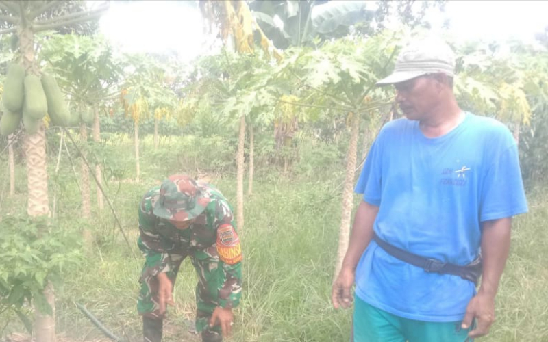 Sertu SMP Sinaga Karya Nyata, Dampingi Petani Pepaya