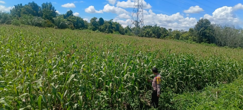 Kapolsek Bangkinang Barat Cek dan Pantau Perkembangan Jagung Pipil Kuartal I di Salo Timur Umur 93 Hari