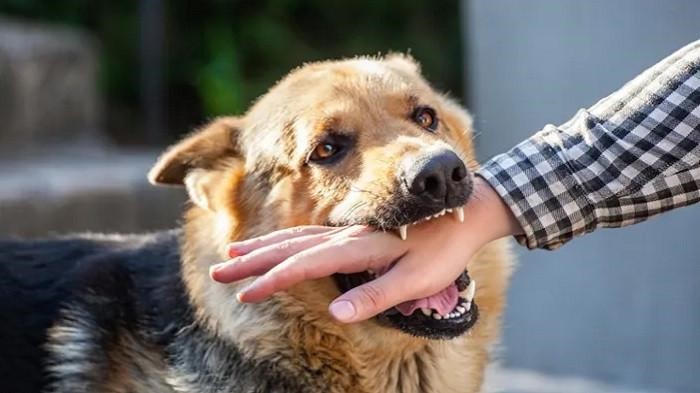 Korban Gigitan Anjing Rabies di Pekanbaru Dinyatakan Sembuh