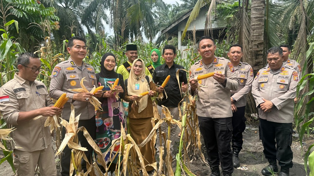 Panen Raya Jagung di Koto Gasib - Siak, Wadirbinmas Polda Riau Tegaskan Komitmen Dukung Ketahanan Pangan Nasional
