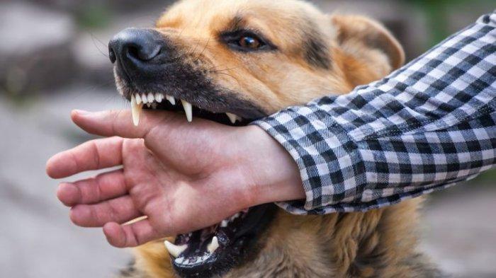 Pemko Pekanbaru Turunkan Tim Gabungan Tangani Korban Gigitan Anjing Rabies di Tenayan
