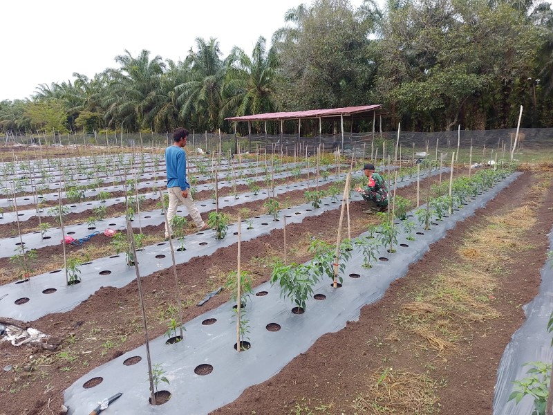 Dorong Lahan Produktif, Babinsa Dampingi Warga Tanam Cabai Merah