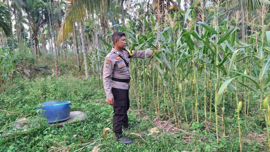 Bhabinkamtibmas Polsek Minas Cek Perkembangan Jagung Pipil Kuartal II di Minas Jaya, Usia Tanaman Capai 73 Hari