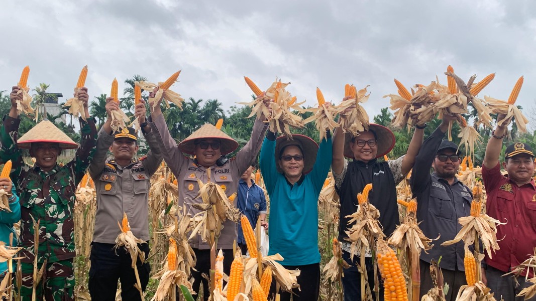 Panen Raya Jagung Serentak Dukung Swasembada Pangan Inhil Tahun 2026