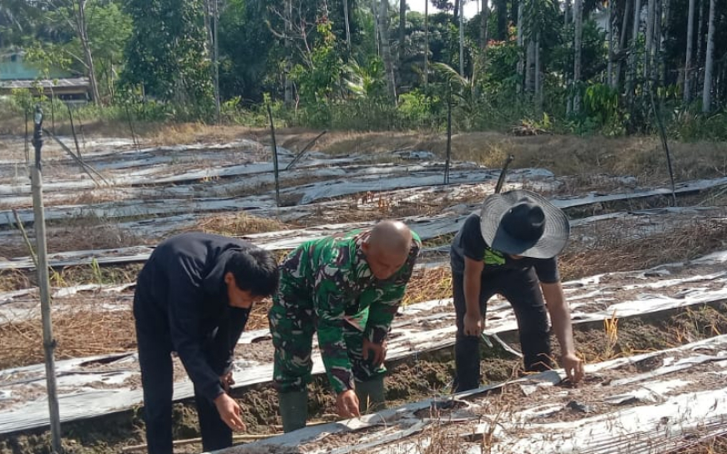 Babinsa Koramil 03/Sungai Sembilan Dampingi Petani Siapkan Lahan Budidaya Melon
