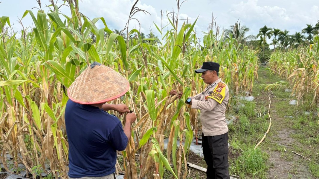 Polisi Turun ke Lahan, Pastikan Program Ketahanan Pangan Nasional Berjalan di Merbau