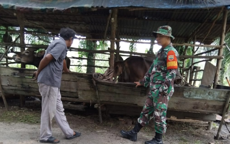 Koramil 01 di Peternakan, Salah Satu Strategi Masif dalam Penanganan PMK
