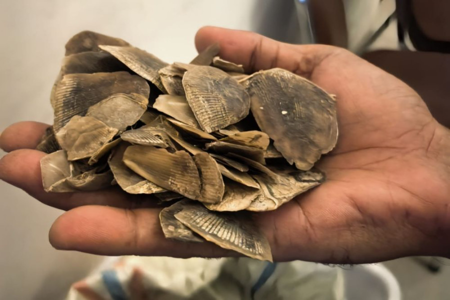 Polisi Gagalkan Perdagangan Sisik Trenggiling 30 Kg di Rokan Hilir, 2 Pelaku Buron