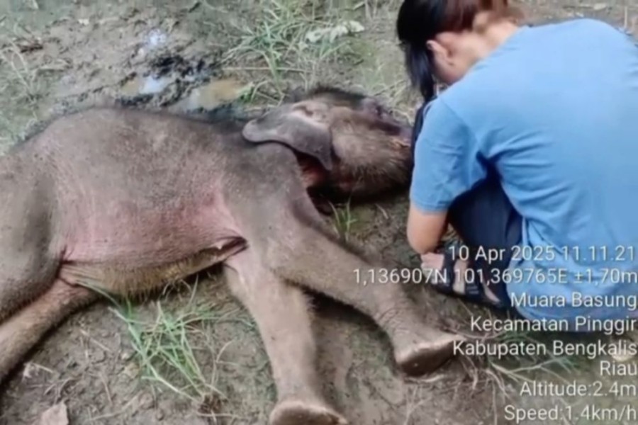 Yuni Bayi Gajah Sumatra Ditemukan Mati di PLG Sebanga