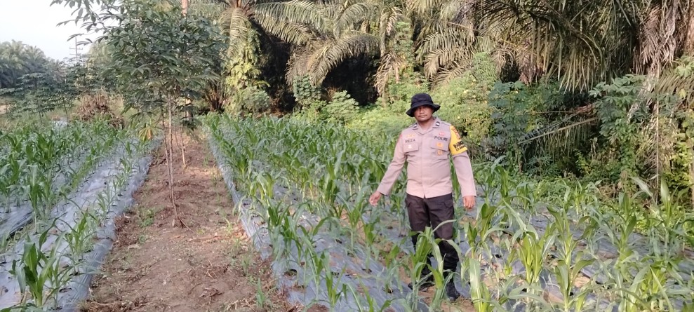 Polsek Minas Pantau Perkembangan Jagung Program Ketahanan Pangan, Tanaman Tumbuh Subur di Usia 24 Hari