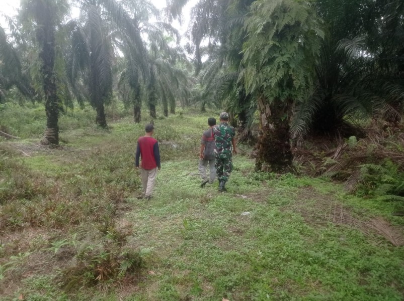 Babinsa Koptu L. Sigalingging Laksanakan Patroli Karhutla di Kuala Gasib, Situasi Aman dan Terkendali