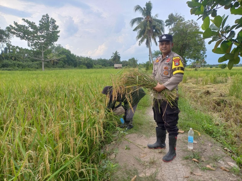 Bhabinkamtibmas Sanglar Dampingi Panen Padi, Dukung Ketahanan Pangan