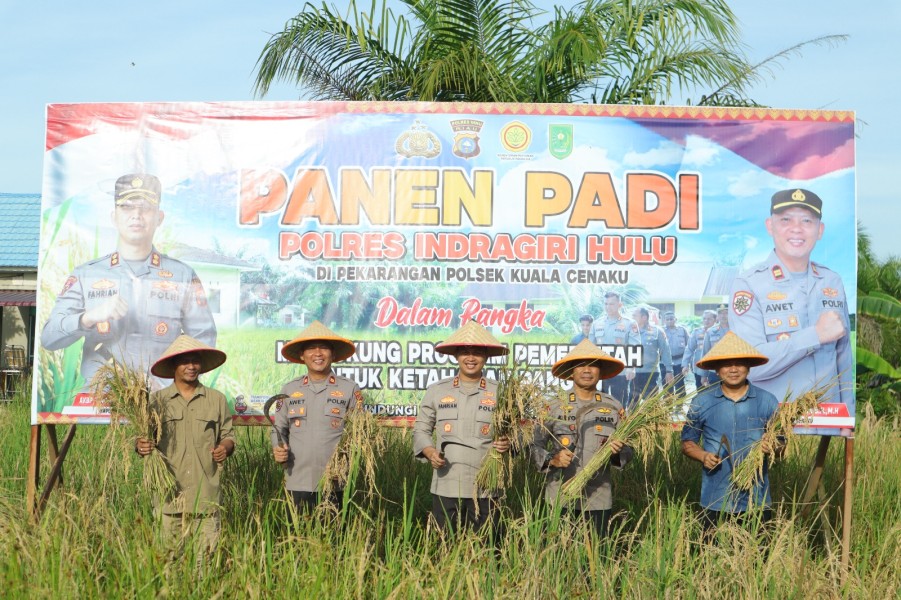 Padi Hijau Pekarangan Polsek Kuala Cenaku Telah Menguning, Kapolres Inhu Lakukan Panen