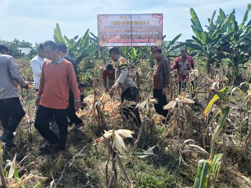 Dukung Program Asta Cita Ketahanan Pangan Nasional Polsek Siak Hulu  Bersama Ponpes MIR Penen Jagung Pipil Quartal II 1.3 Ton