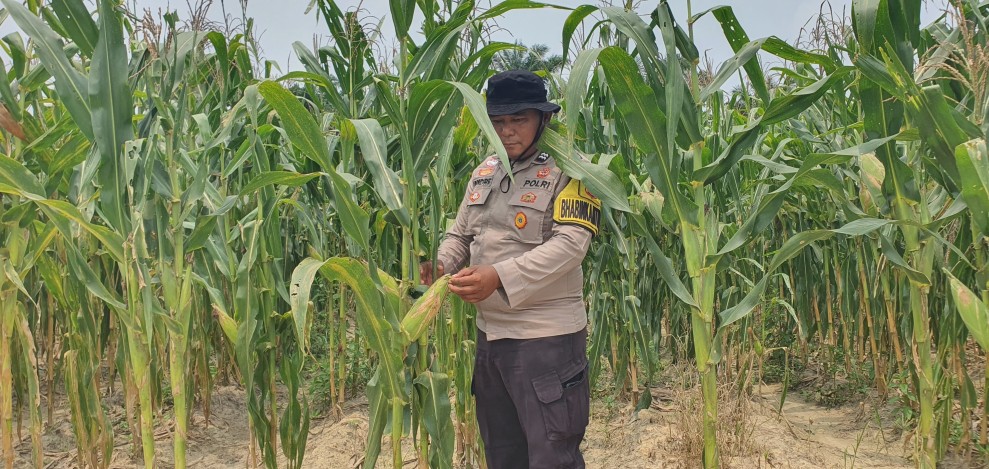 Bhabinkamtibmas Polsek Minas Cek Jagung Usia 87 Hari, Persiapan Pra Panen Mulai Dilakukan