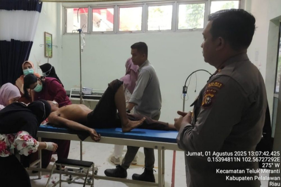 Kembali Insiden Tragis!  Harimau Serang Pekerja HTI di Teluk Meranti Pelalawan
