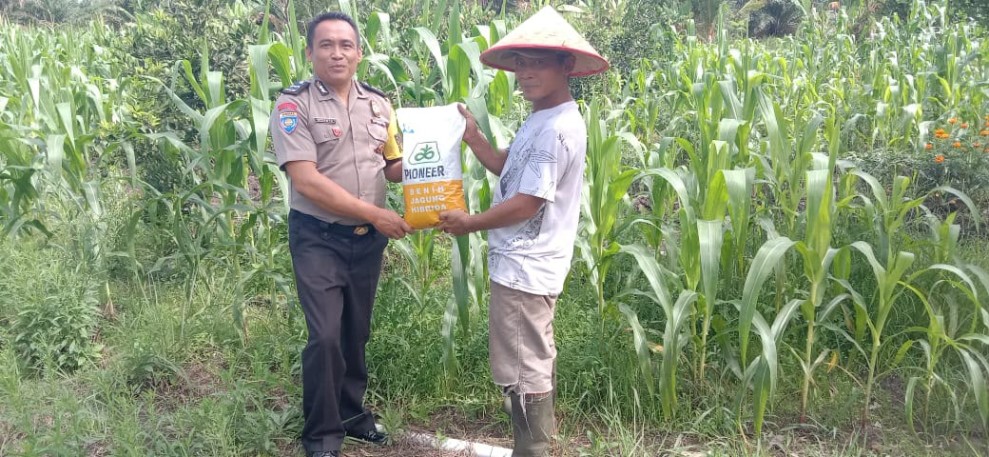 Dukung Program Ketahanan Pangan Nasional, Polsek Koto Gasib Salurkan Bibit Jagung dan Pupuk untuk Petani