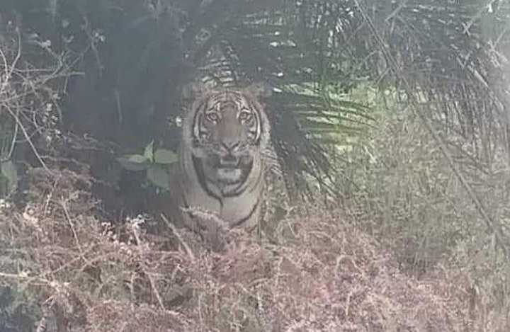 Rombongan Harimau Muncul di Perkebunan Sawit Perbatasan Dumai–Rohil, Warga Resah Ternak Jadi Sasaran
