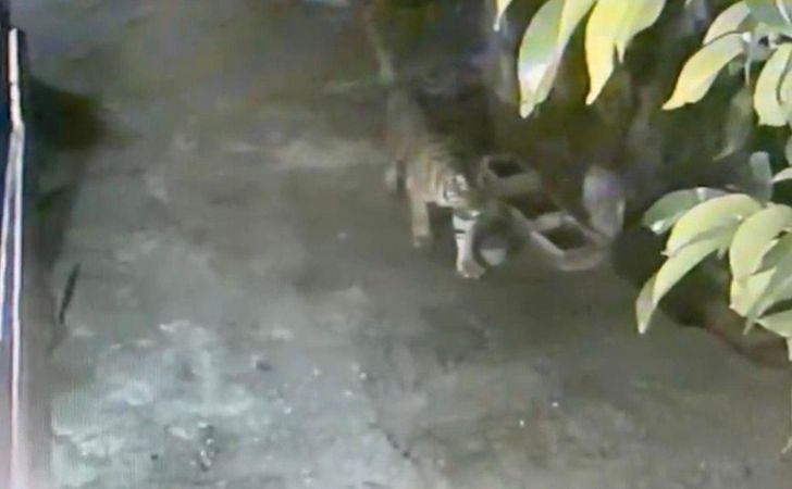 Terekam CCTV, Harimau Cari Makan Masuk Kampung di Mempura Siak