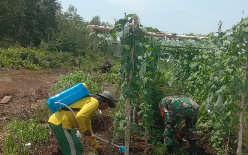Sertu Ramli Dorong Pemanfaatan Lahan Produktif, Warga Mundam Kembangkan Tanaman Sayuran