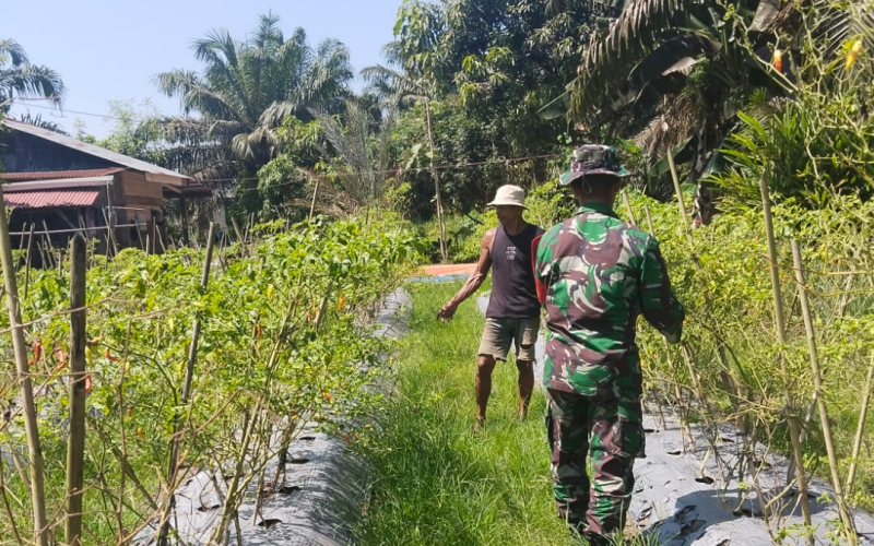 Babinsa Batu Teritip Sambangi Kelompok Tani, Giat Karya Nyata