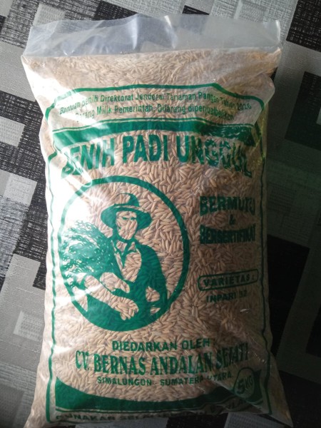 Petani di Rohil Keluhkan Bibit Padi Gratis Dari Pusat di Kenakan Pungutan Rp.1.000/kg.
