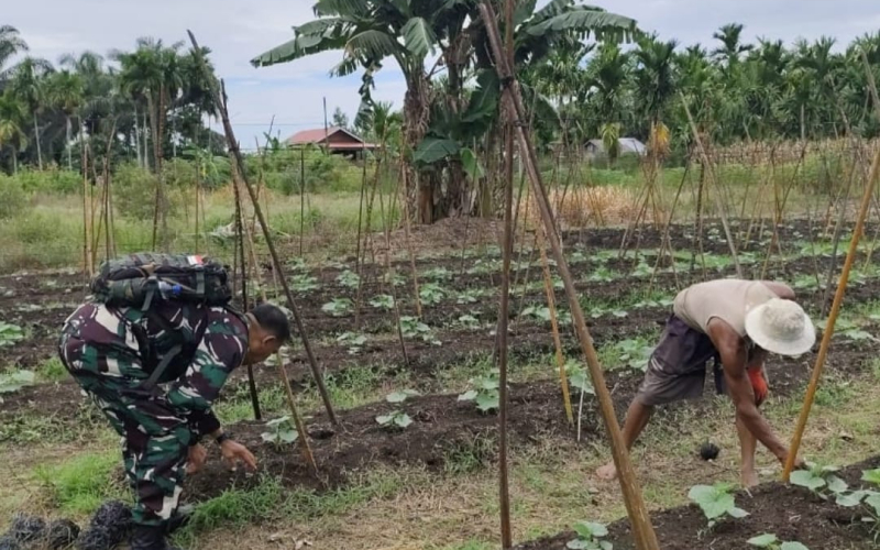 Pendampingan Pertanian Babinsa: Kebun Timun Batu Teritip Jadi Contoh Ketahanan Pangan