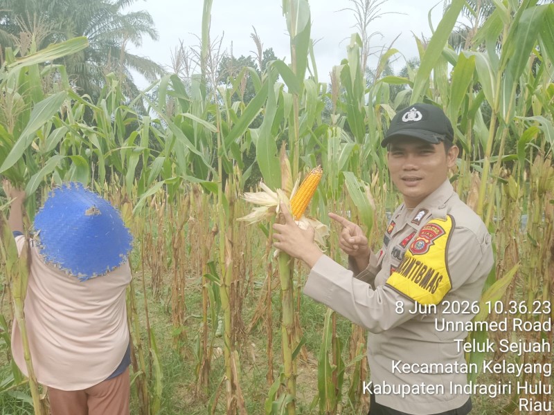 Demi Ketahanan Pangan Nasional, Ini Kegiatan Para Polisi Di Wilayah Hukum Polres Inhu