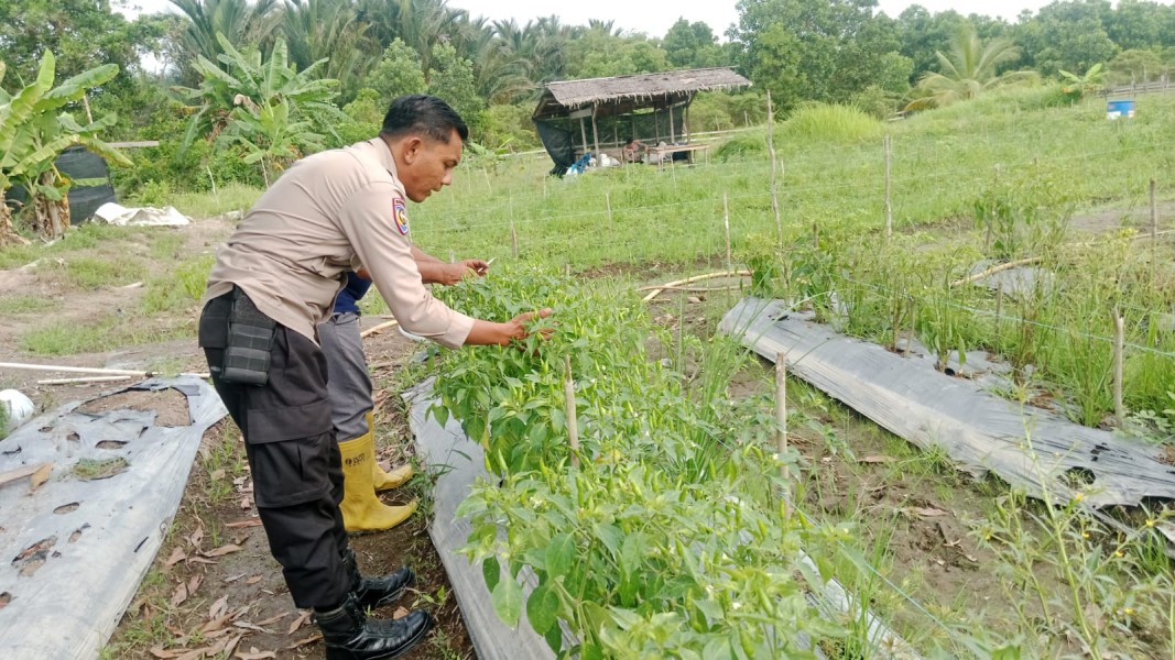 Dukung Swasembada Pangan Nasional Polsek Merbau Tanam Cabe Di Bagan Melibur