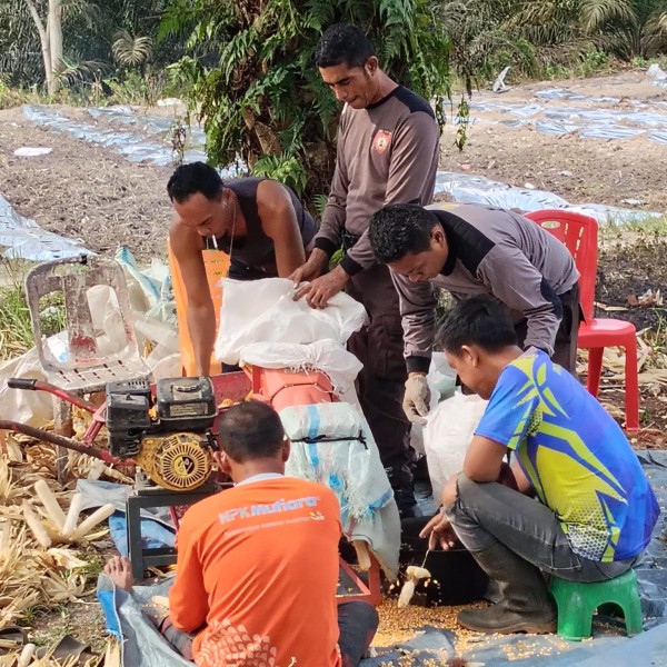 Dukung Ketahanan Pangan Nasional, Polsek Koto Gasib Laksanakan Pemipilan Jagung Hasil Panen Raya