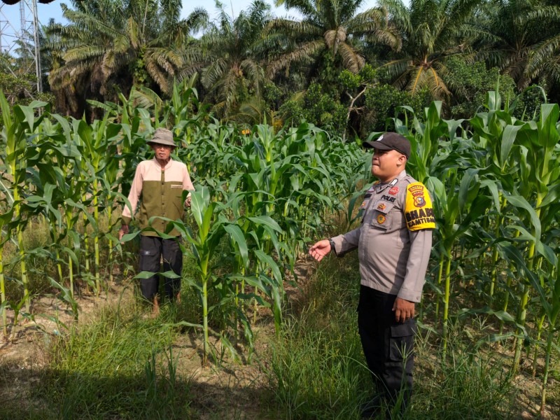 Dukung Ketahanan Pangan , Polsek  Ukui Monitoring Jagung Pipil Swadaya 1 Ha di Bukit Gajah