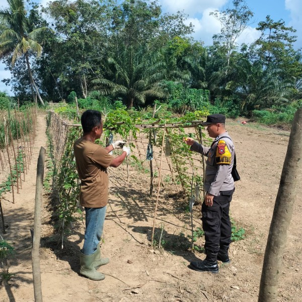 Dukung Ketahanan Pangan Nasional, Bhabinkamtibmas Polsek Pasir Penyu Dorong Warga Budidayakan Pare di Pekarangan Rumah