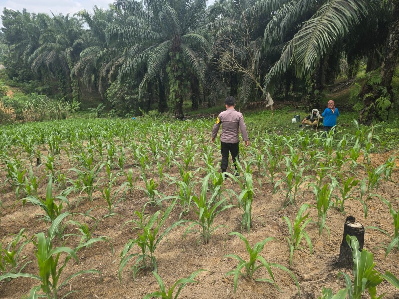 Polsek Minas Pantau Pertumbuhan Jagung Pipil Usia 30 Hari di Lahan Kelompok Tani Minas Barat