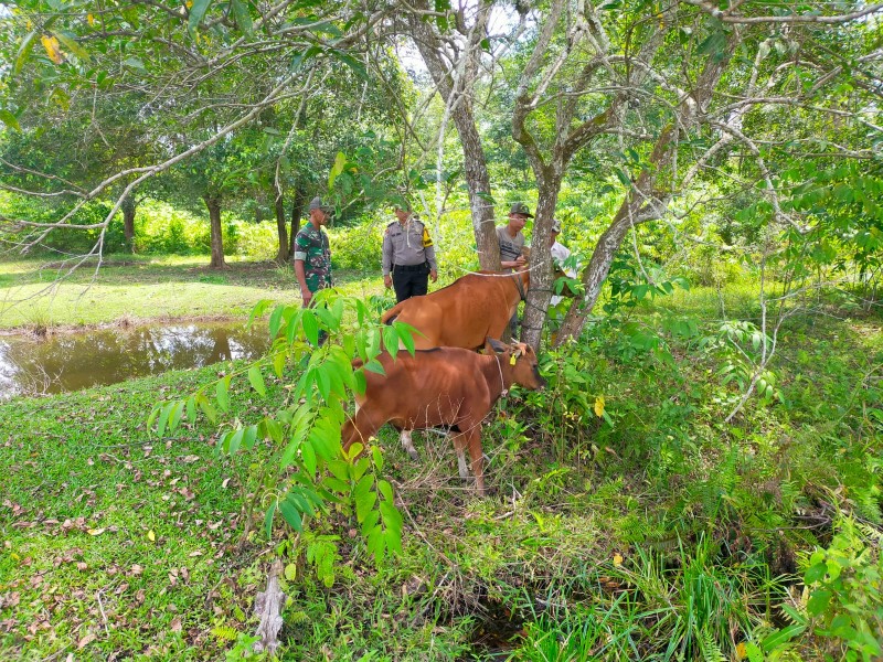 Sertu Joko Purnomo Dampingi Sosialisasi dan Monitoring PMK di Kampung Bencah Umbai