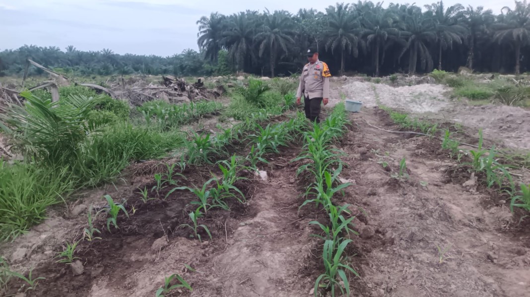 Kebun Jagung TKD Kampung Baru Tumbuh Optimal di Musim Kemarau dukung ketahanan Pangan
