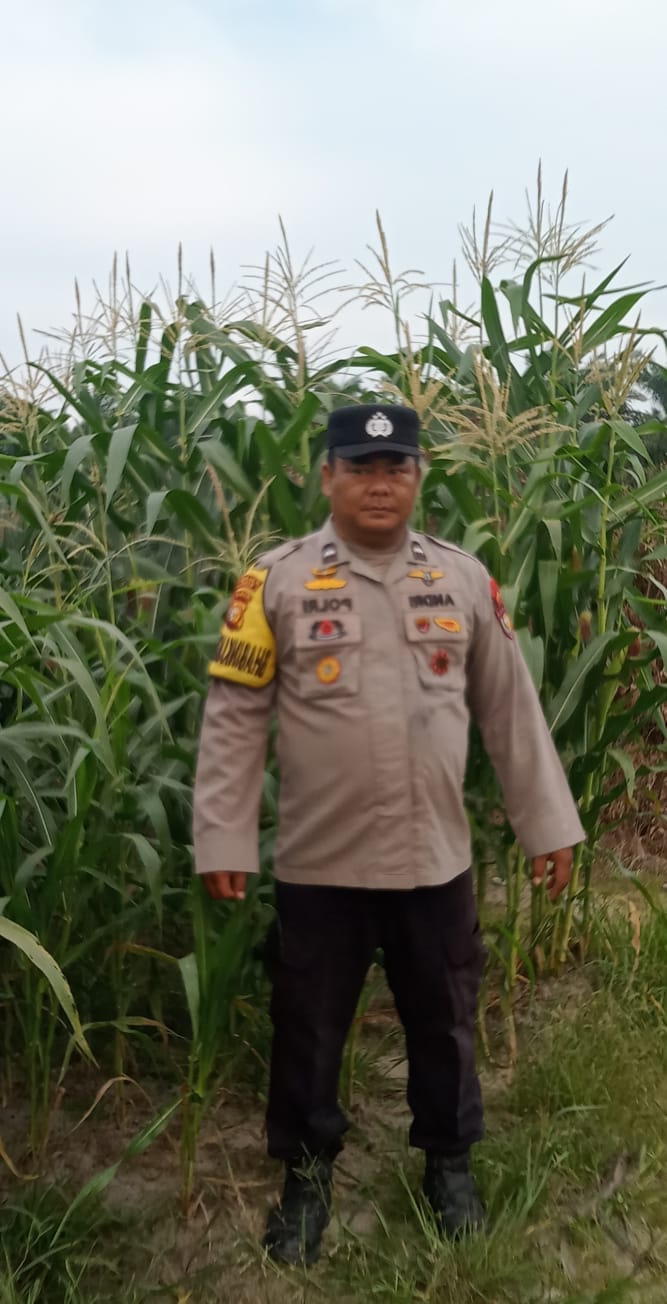 Usia 74 Hari, Jagung Pipil di Mandiangin Tumbuh Hingga 125 Cm, Terkendala Hama Monyet