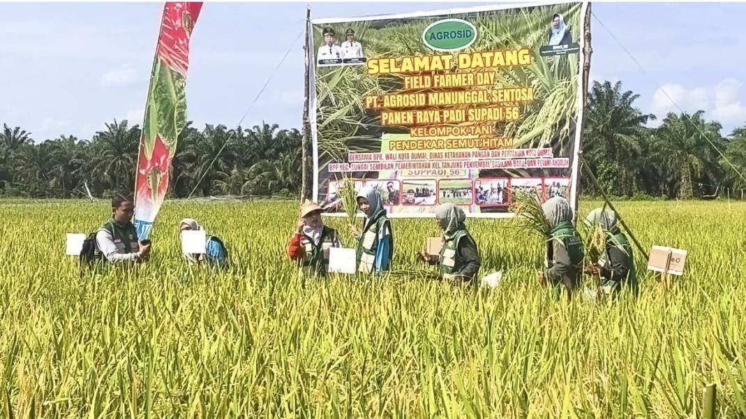 Kolaborasi TNI–Polri, Pemda, dan Swasta Dongkrak Produktivitas Panen Padi Hingga 30 Persen di Sungai Sembilan