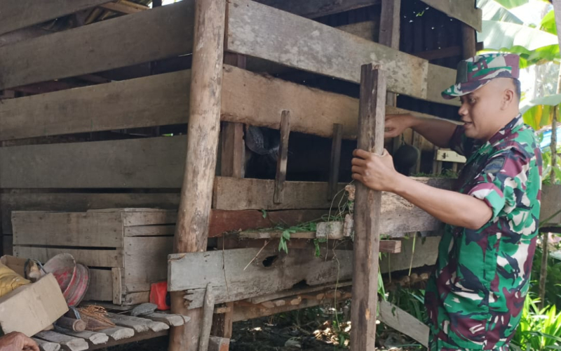 Cegah Penyebaran PMK, Babinsa Koramil 03 Sambangi Peternakan