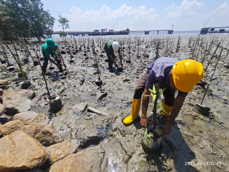 Program Environmental Sustainability, PT Pacific Indopalm Industries Kembali Tanam 1,000 Pohon Mangrove
