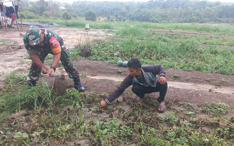 Dukung Program Pemerintah Terkait Ketahanan Pangan, Babinsa Bukit Nenas Karya Nyata