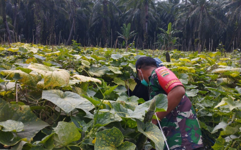 Babinsa dari Koramil 03 Edukasi Masyarakat Terkait Ketahanan Pangan