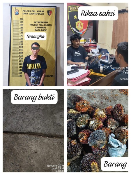 Aksi Cepat Polsek Pangkalan Kuras: Pelaku Pencurian Sawit Dibekuk di Lahan PT SBP