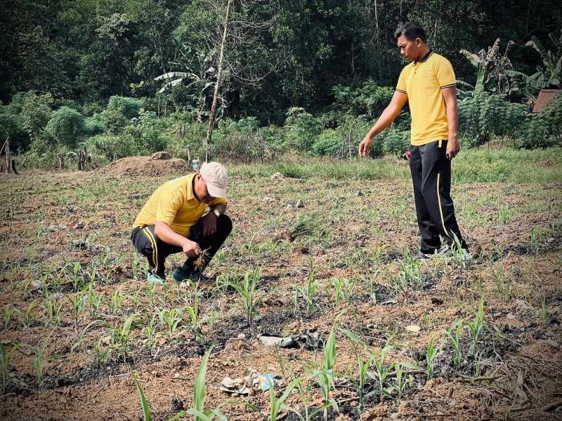 Bersama BUMN Dan Kelompok Tani Polres Inhu Dukung Ketahanan Pangan Nasional Dengan Jagung Pipil